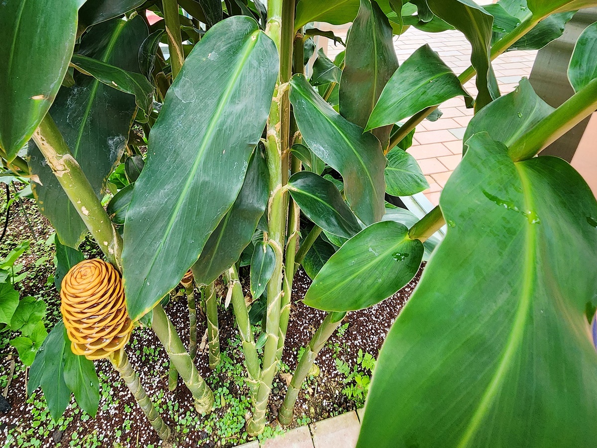 벌집징가(벌집생강)