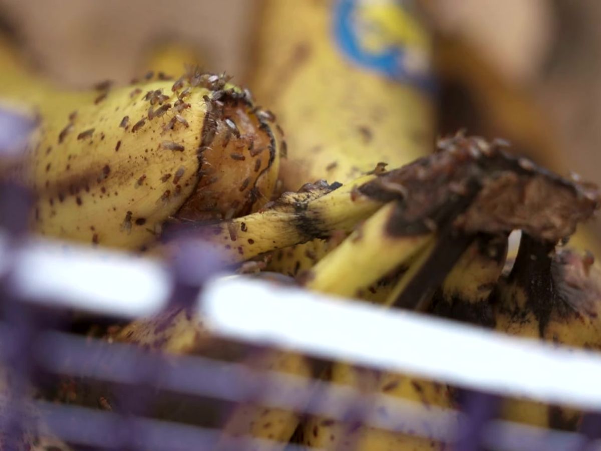 초파리 생기는 원인