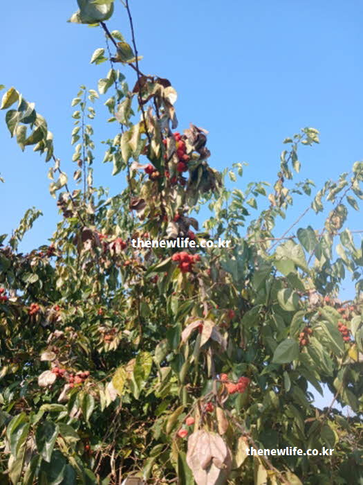 꾸지뽕 효능 여성 질환 개선