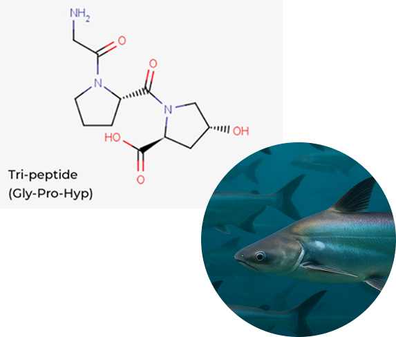 저분자콜라겐트리펩타이드