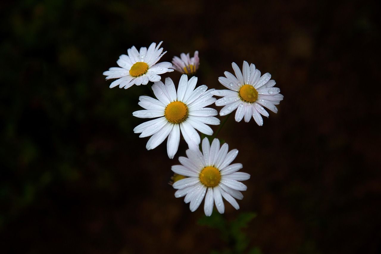 정읍 구절초꽃축제
