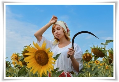 8월에 심기 좋은 텃밭 작물, 풍성한 수확을 위한 최고의 작물 추천