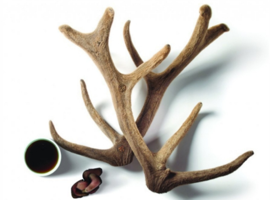 하얀 바닥 위에 사슴의 뿔인 녹용의 전대를 2개 포개서 놓아두고, 그 밑에는 녹용을 잘라 놓은 조각 몇 개와 녹용을 달여서 만든 액을 담은 동그란 그릇을 놓아두고 찍은 사진