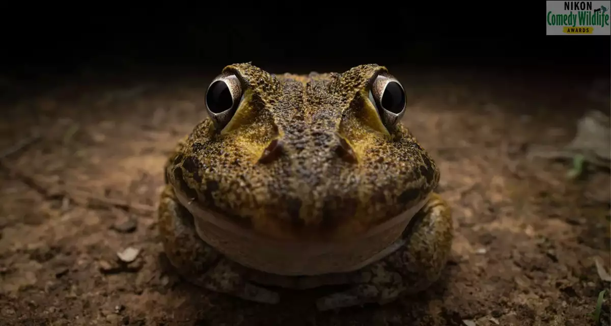 니콘 젊은 작가상