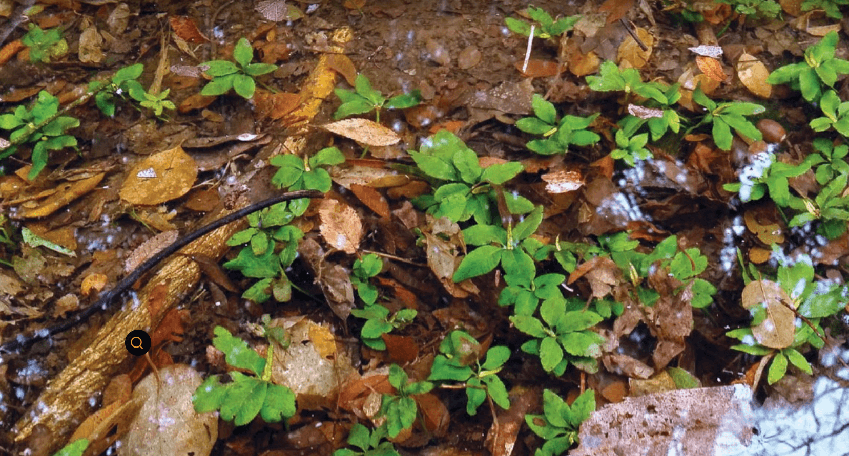 제주고사리삼을 지키는 방법: 숲 바닥 미세환경과 멸종위기 동식물 보전