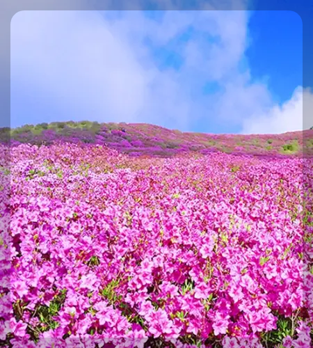 황매산 철쭉축제_1