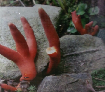 붉은 사슴뿔 버섯