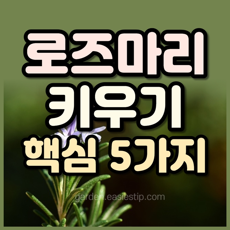 로즈마리 키우는 방법