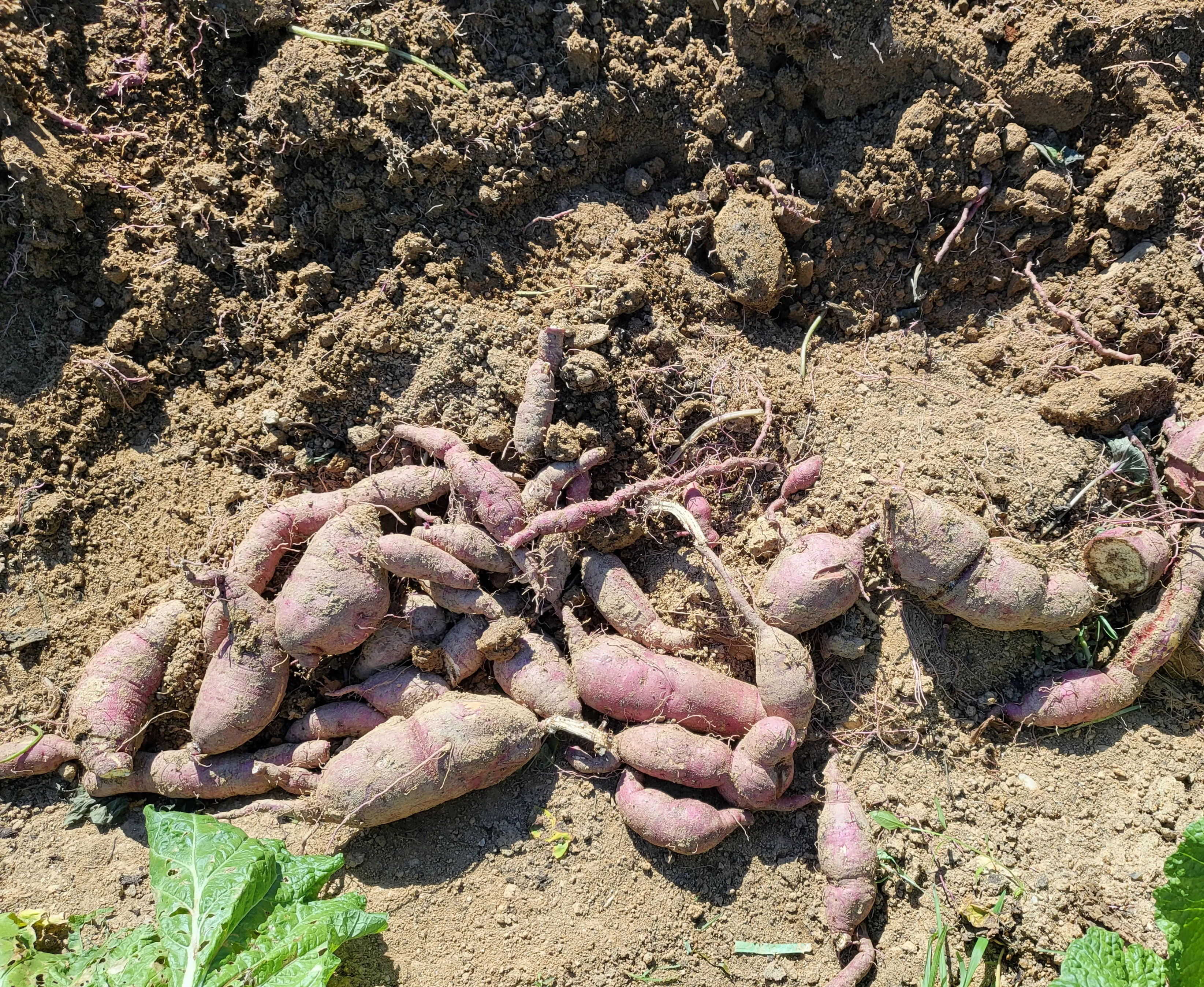 중부지방 고구마 수확시기 핵심 체크_3