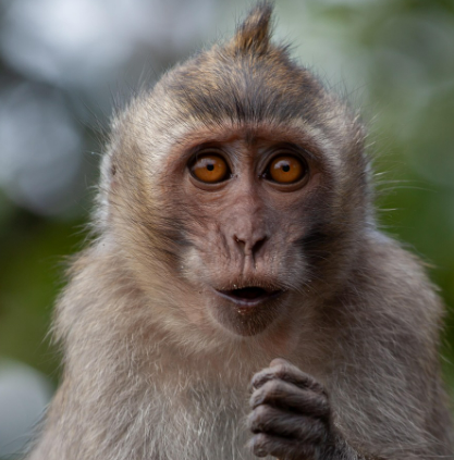 2025년 6월 원숭이띠 생년별 운세