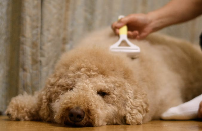 누워있는 강아지