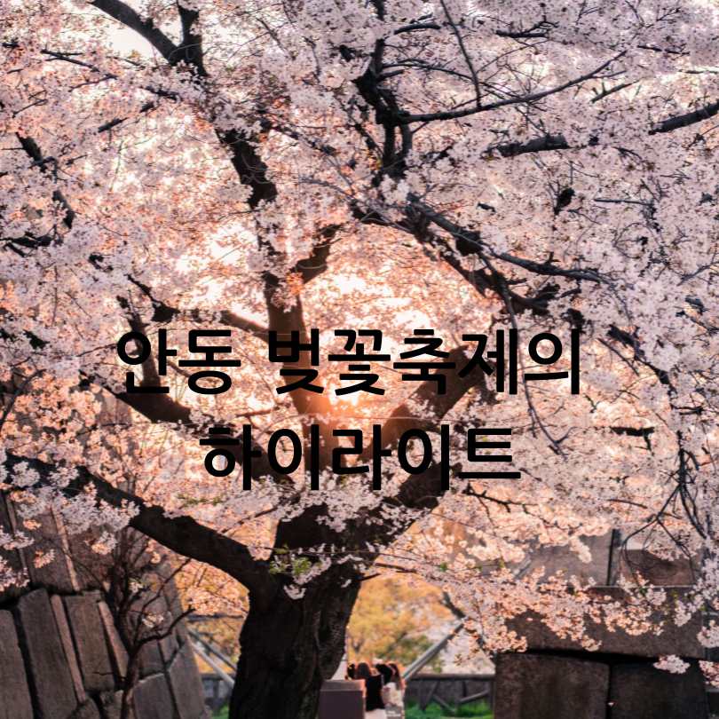 안동 벚꽃축제 2025