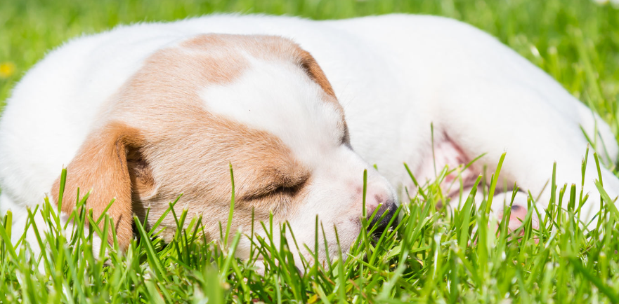 가족동물원 동물사진
