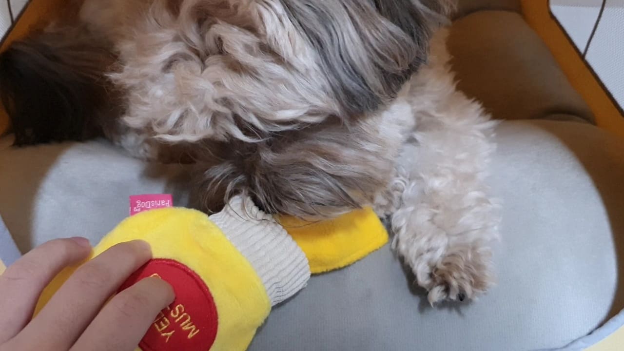 주머니 속 간식을 먹는 강아지