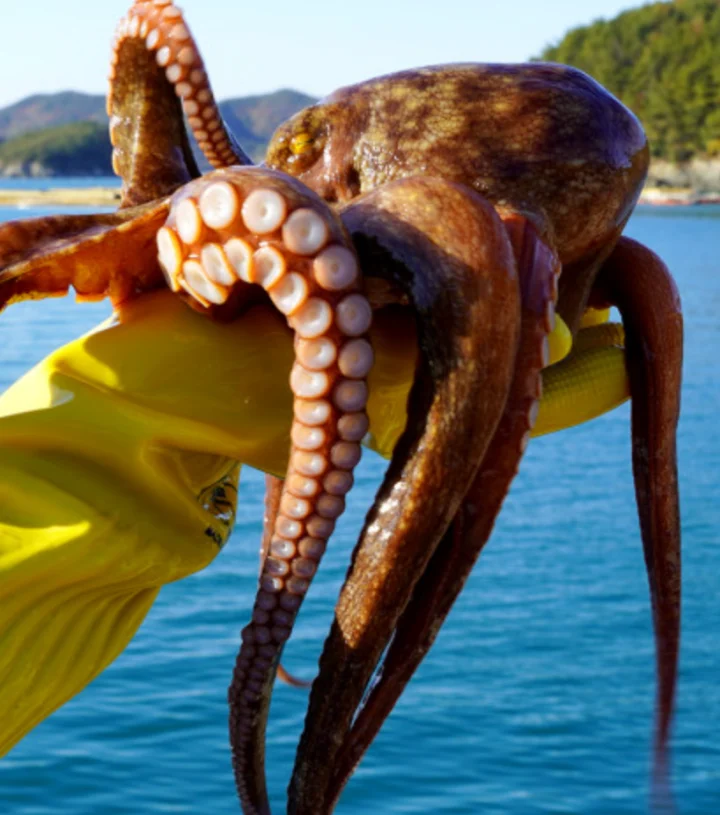 수산어보-돌문어-통영-6시내고향