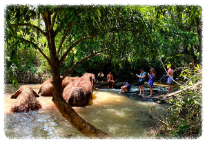 코끼리 구조 센터