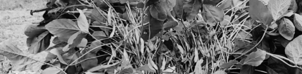 안토시아닌, 이소플라본 풍부