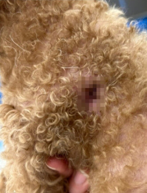 버려진-푸들-상처