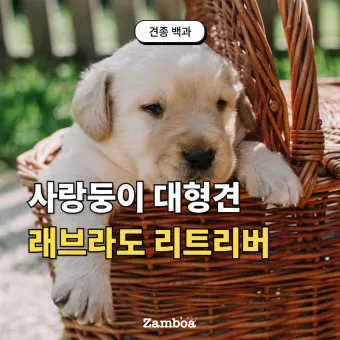 래브라도 리트리버 분양 가격 성격 장단점_17