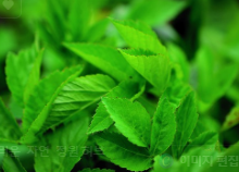 비단풀 효능과 부작용 총정리 : 전통 약초의 놀라운 기능