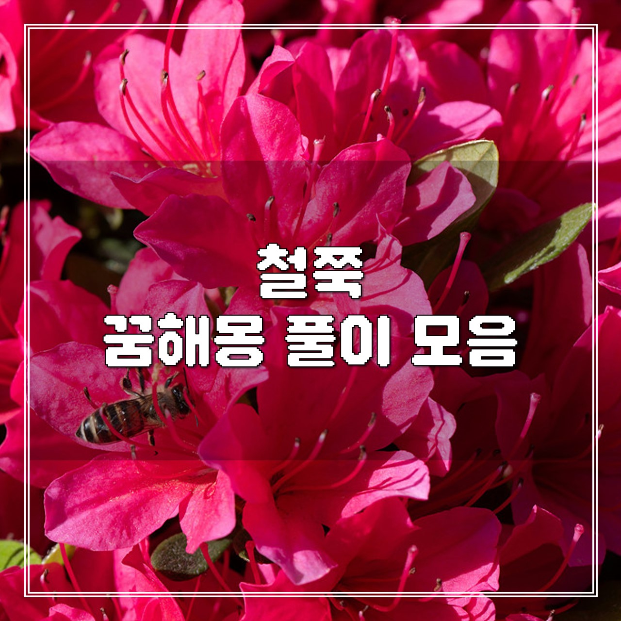 철쭉 꿈, 꿈해몽 풀이 모음 썸네일