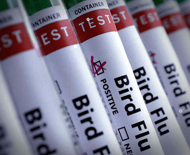 조류인플루엔자