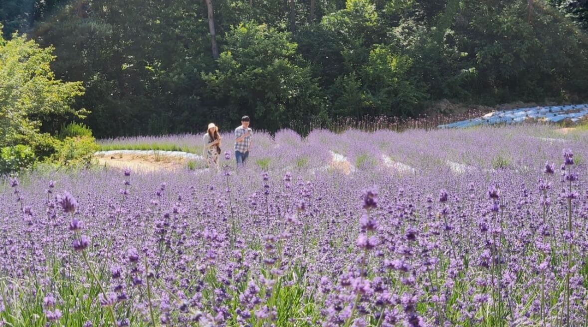 고창청농원 라벤더시즌