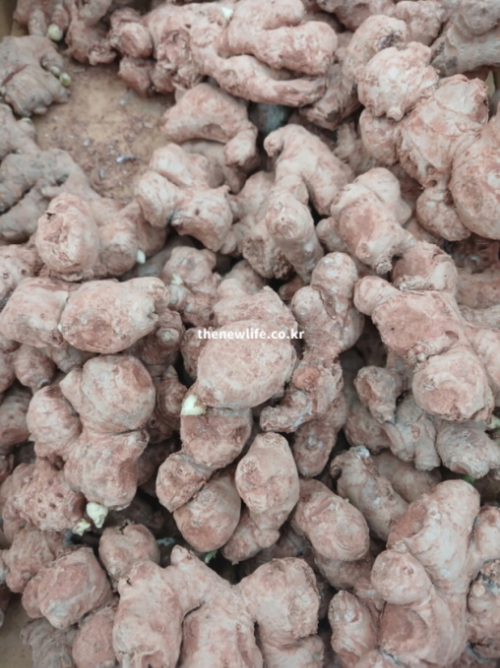 생강 효능의 성분인 쇼가올과 진저롤의 항염·항산화 작용을 보여주는 실물 생강 뿌리 사진