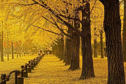 10월 당일치기 핫플레이스, 남이섬 산책로 사진