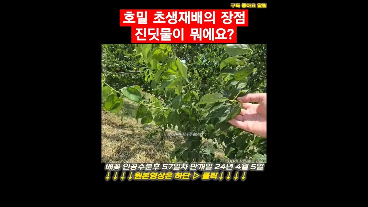 호밀 재배 가을 파종 추위 강함 사료용 수확_7