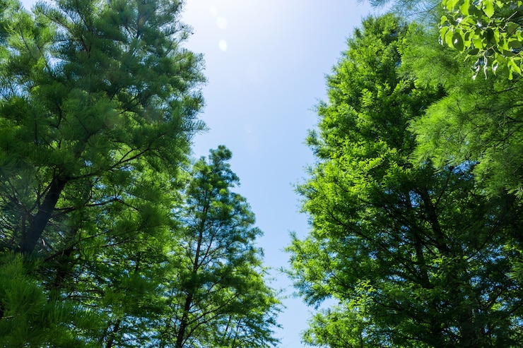 자연휴양림 예약