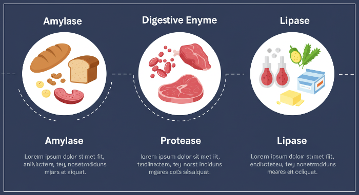 소화효소_필요한경우