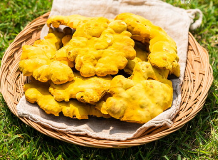 백세 삼계탕 상황버섯