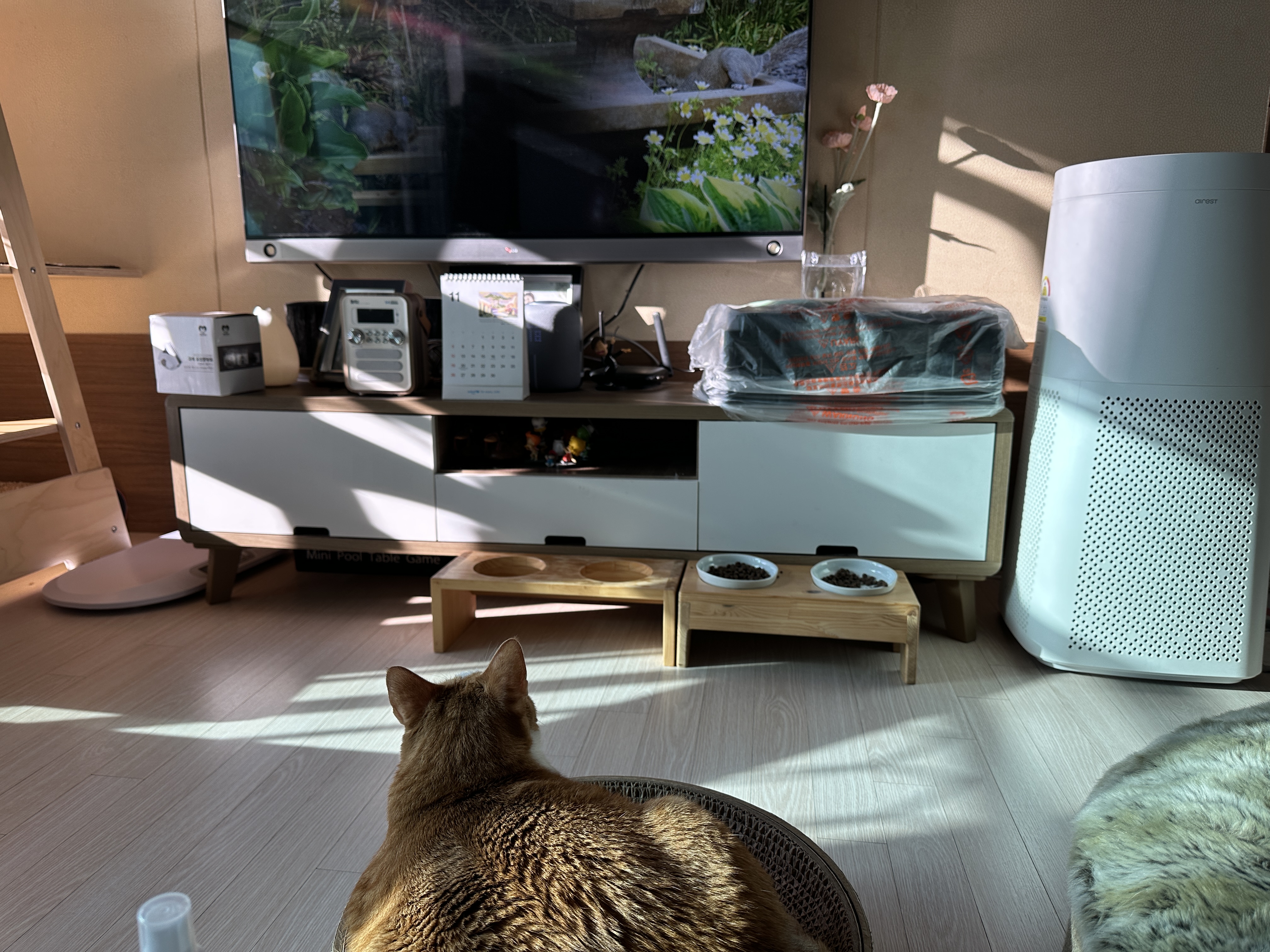 새_영상_시청하는_호야