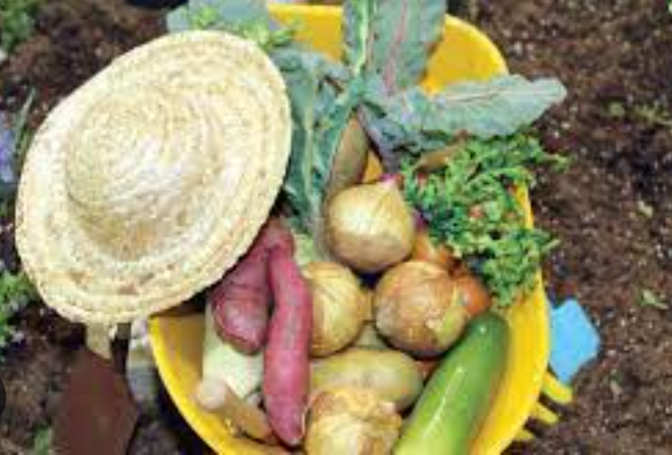 뿌리채소유기농 이미지