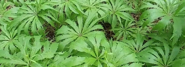 우산나물 효능1