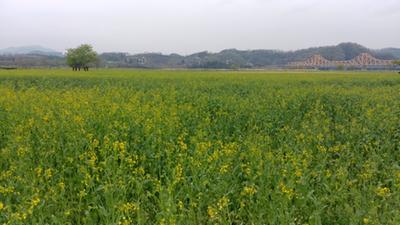 창녕 낙동강 유채꽃 축제