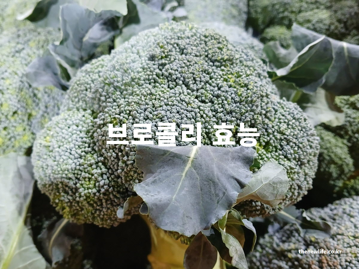브로콜리 효능을 설명하는 대표 실사진