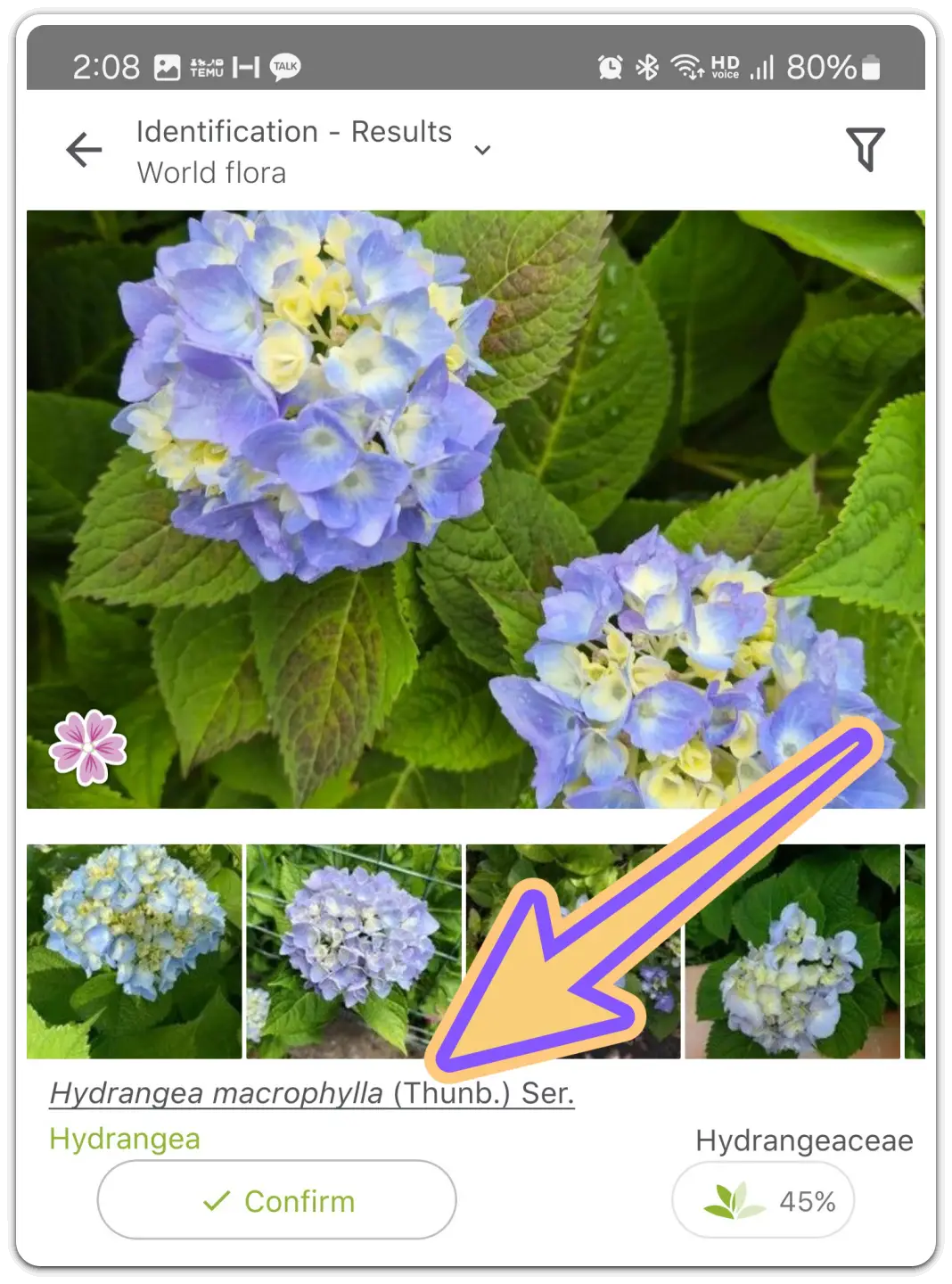 꽃-화초-이름-검색-찾기-무료-어플