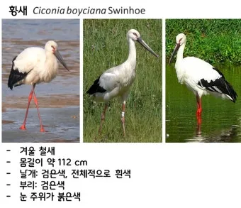 황새와 학 두루미 차이점과 생태적 특징 심층 비교_11