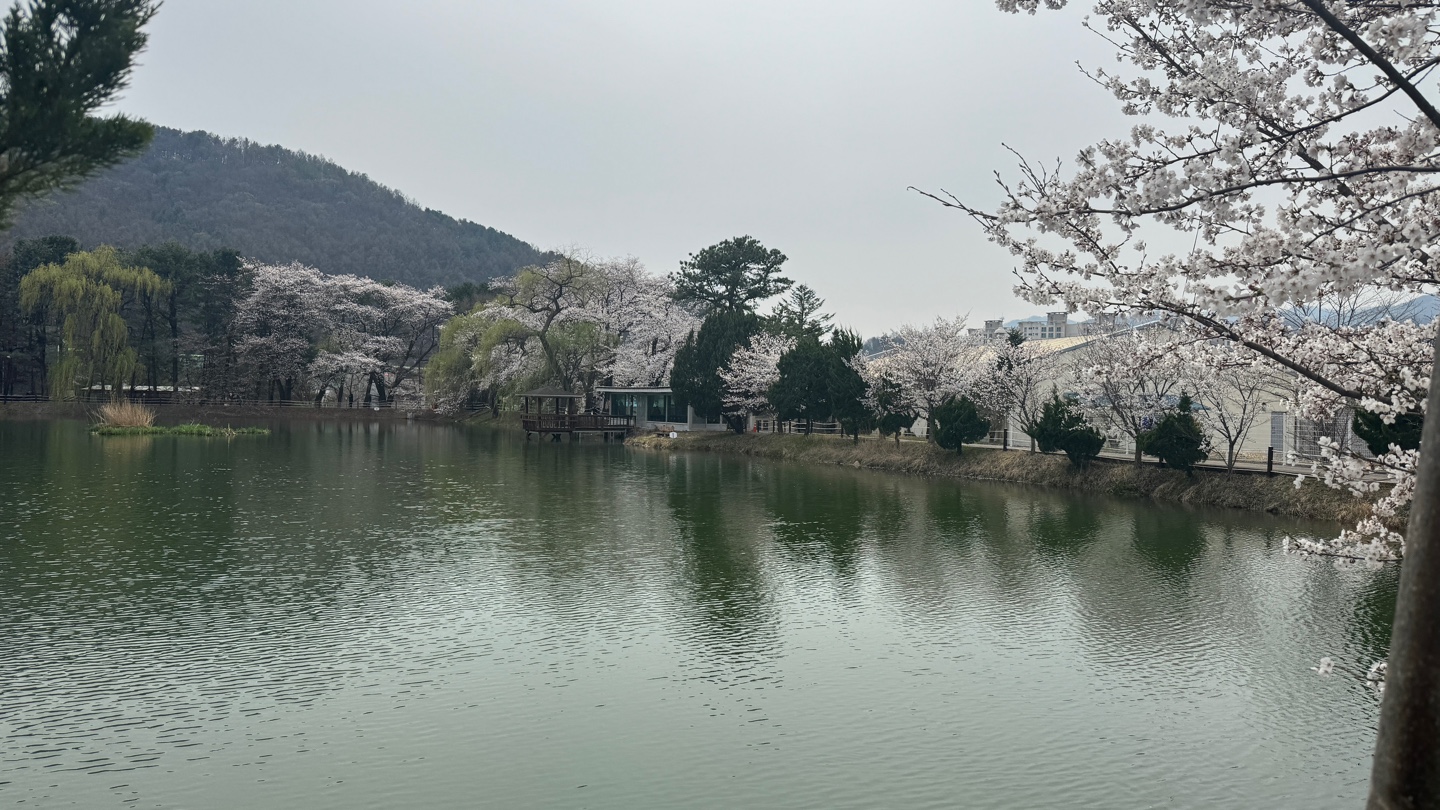 청평 벚꽃길