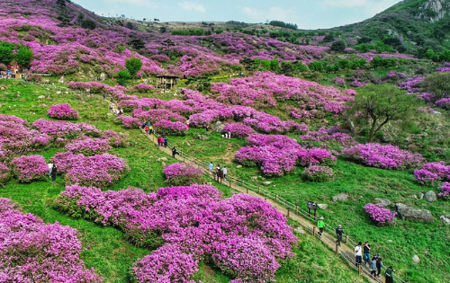 봄 산행 추천! 전국 철쭉 명소 BEST 5, 황매산·일림산·바래봉·불암산