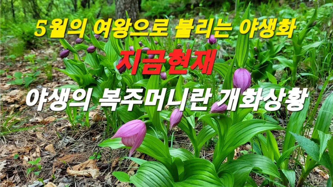 5월의 야생화 백화등 소리쟁이 낮달맞이꽃 알프스민들레_7
