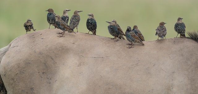 조류인플루엔자 관련주
