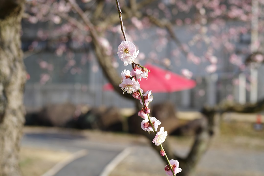 Jinjoo Cherry Blossom Site