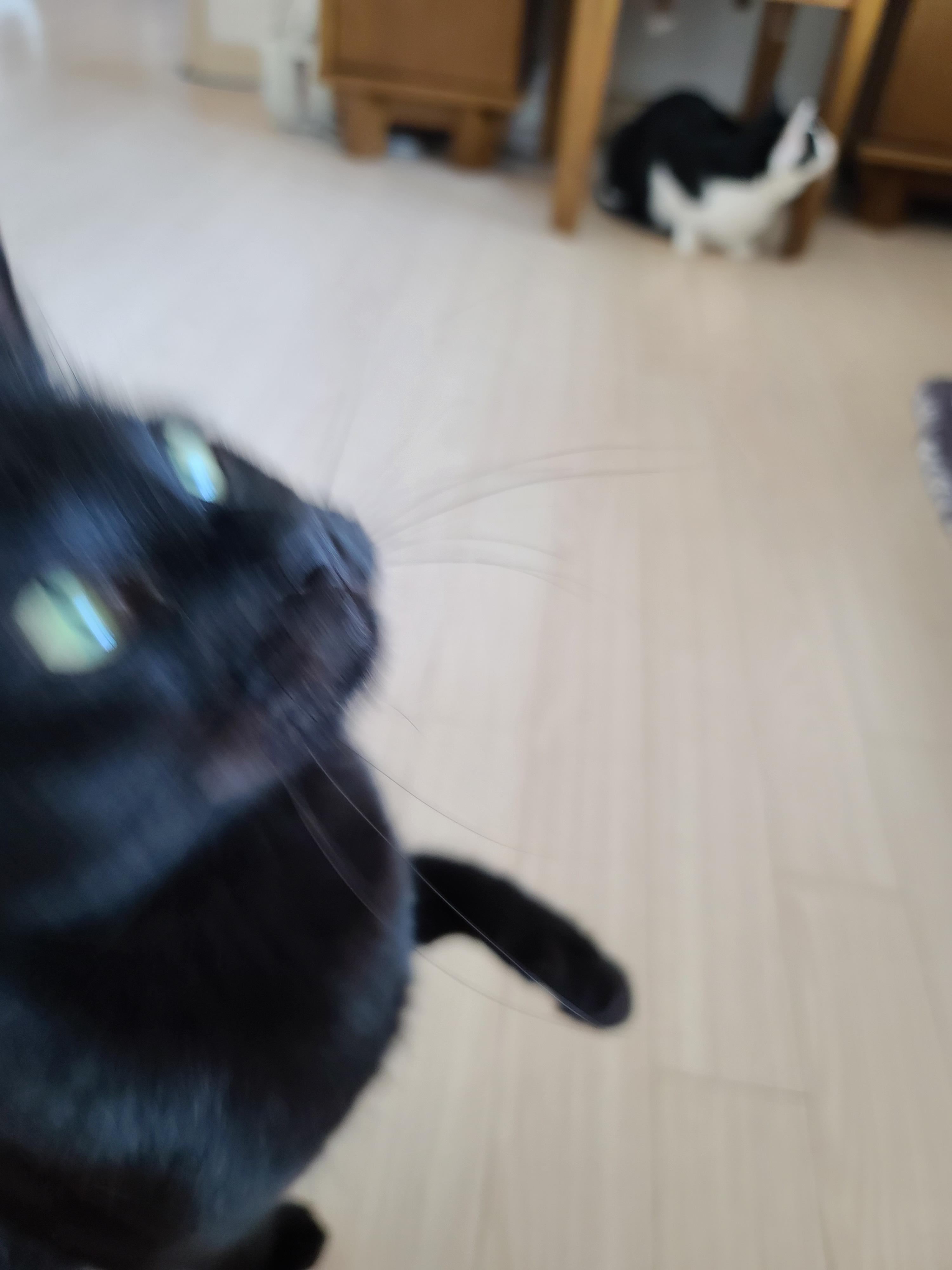 고양이 수염의 역할. 우리집 고양이들의 사냥할때 수염 모양새. 수염발사!! 사진귀여움 주의!