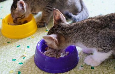 밥을 먹는 두 마리의 고양이.