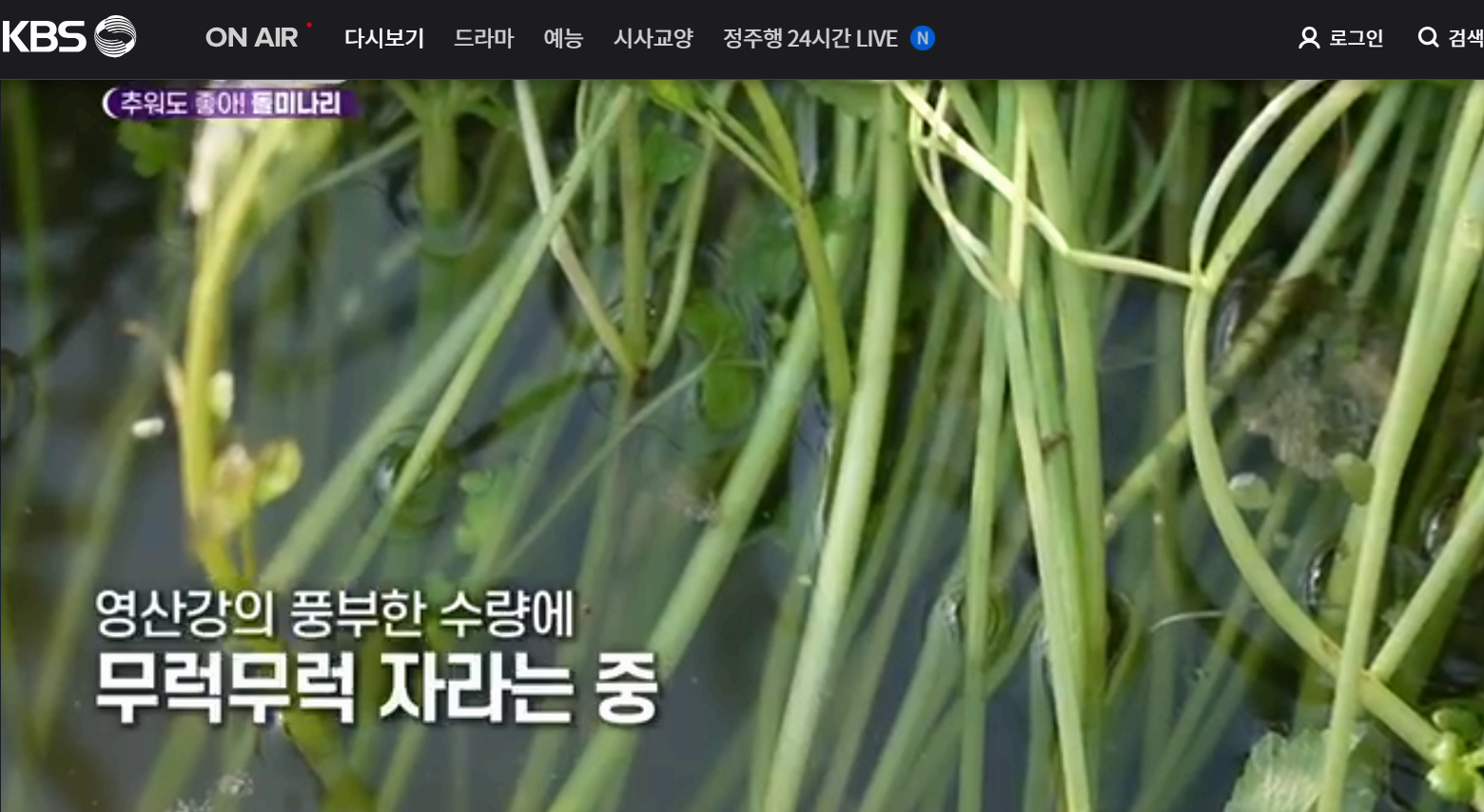 12월 24일 방송된 [ 돌미나리 - 전남 나주 ] 관련 정보입니다 