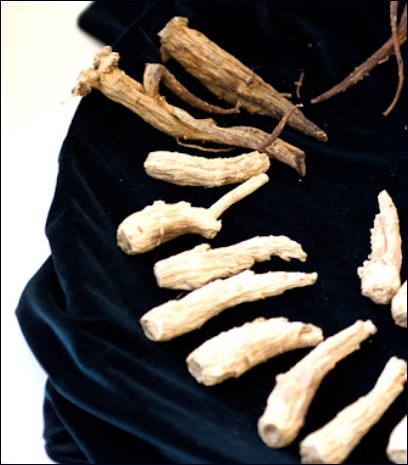 홍삼과 인삼 그림