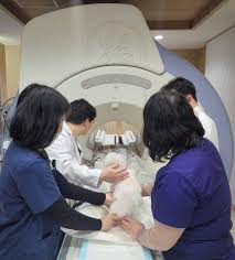 펫보험 큐베스트